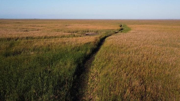 Florida, siccità record prosciuga le Everglades. Fauna a rischio nella più vasta palude degli Usa