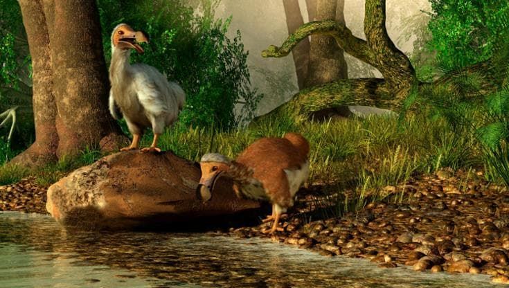 Il genoma del dodo è quasi completo: la scienza avanza verso la de-estinzione