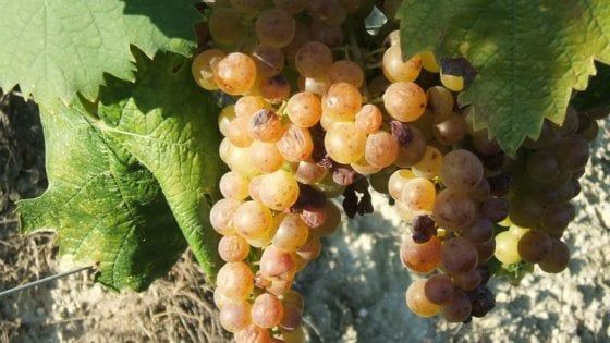 "Da invecchiare e a tutto pasto": Vite Vecchia e il sogno di Moscato d'Asti diverso