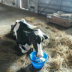 Per Castel di Guido è battaglia in procura