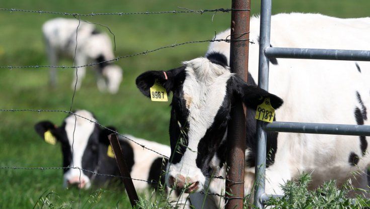 Aviaria, l'allarme degli scienziati Usa su Nature: "Non stiamo facendo abbastanza"