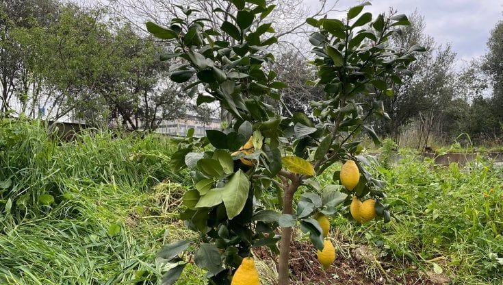 Cruillas, piantato un albero di limoni dedicato a Pio La Torre   