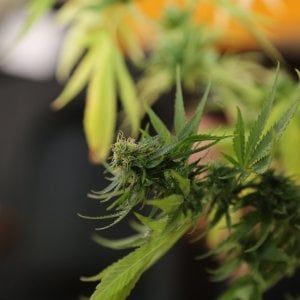 Catania, cena a base di cannabis: sei intossicati