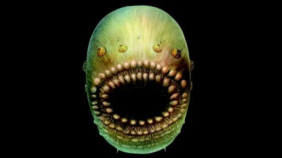 Scoperto il più antico progenitore dell'uomo: piccolissimo e con la bocca enorme