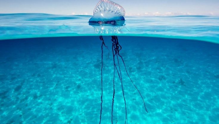 Meduse killer, pesci palla, granchi corridori: gli “alieni” che minacciano il Mar Mediterraneo