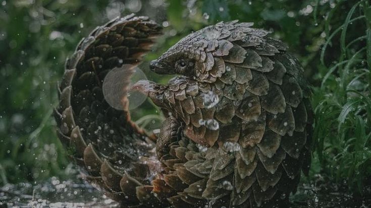 La regista premio Oscar Pippa Ehrlich: “Salvare gli animali significa salvare anche noi”
