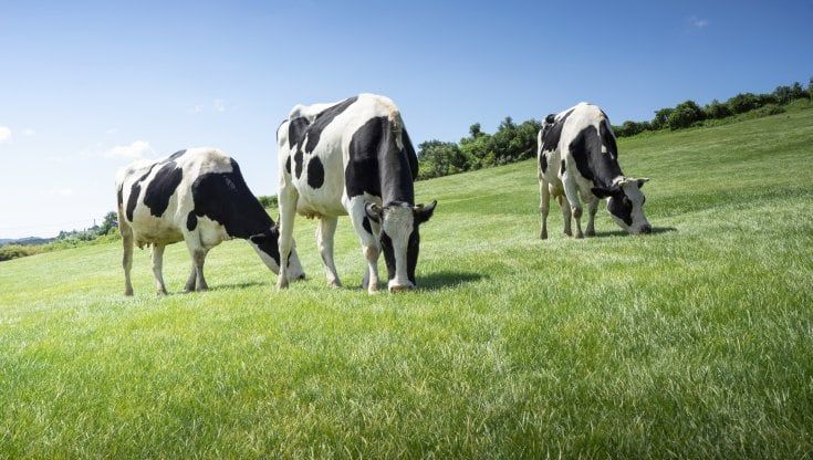 Ue, la Commissione agricoltura salva gli allevamenti bovini