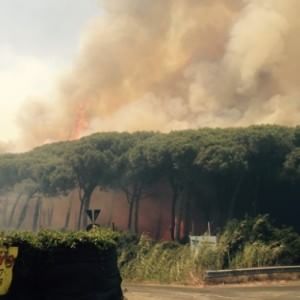 Rogo a Fiumicino, la Forestale: "Tre focolai appiccati da più mani"   