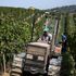 I vini del futuro premiati a Milano: un sigillo di qualità