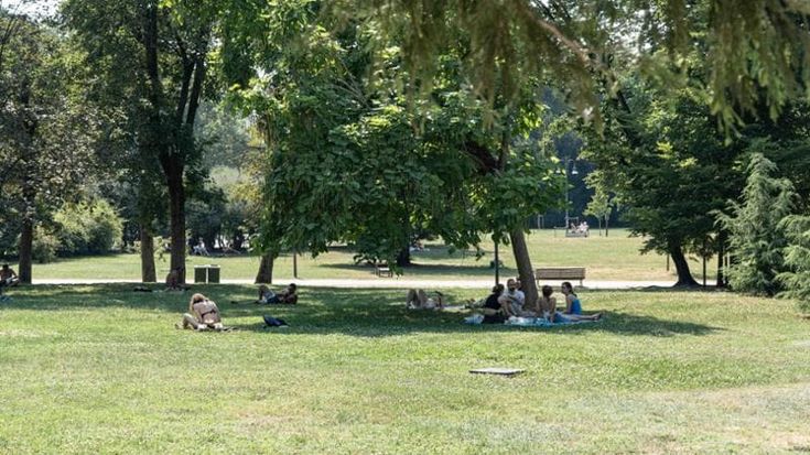 “Gli alberi non sono arredo urbano”: la sfida del verde di Palazzo Marino