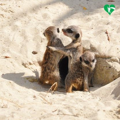 Nati quattro cuccioli di suricato: fiocchi rosa e azzurri al Bioparco di Roma