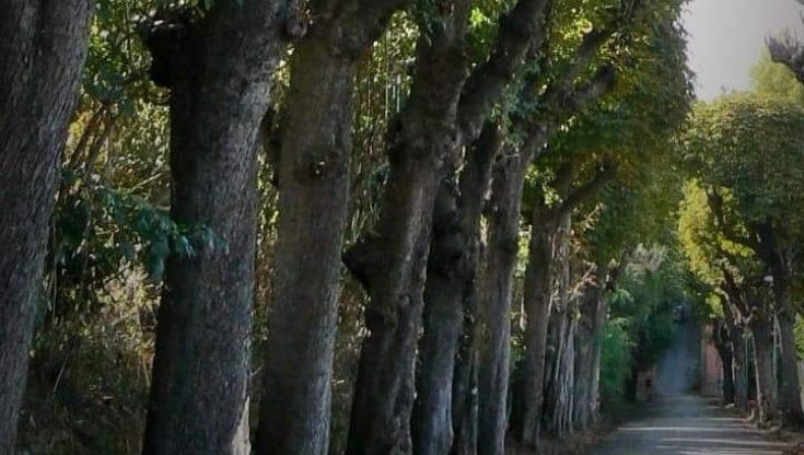 Castellammare, viale della Reggia di Quisisana: "Deciso l'abbattimento degli alberi secolari"