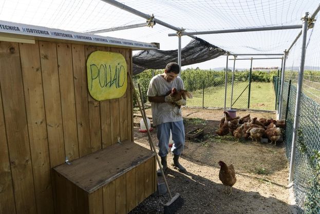 Bologna: nasce il Pollaio sociale dove lavorano i disabili. E le galline vengono adottate