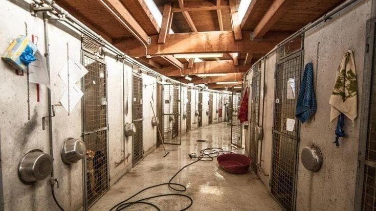 “Controlli inadeguati e un solo veterinario”. L’Anac bacchetta il Comune sulla gestione dei canili
