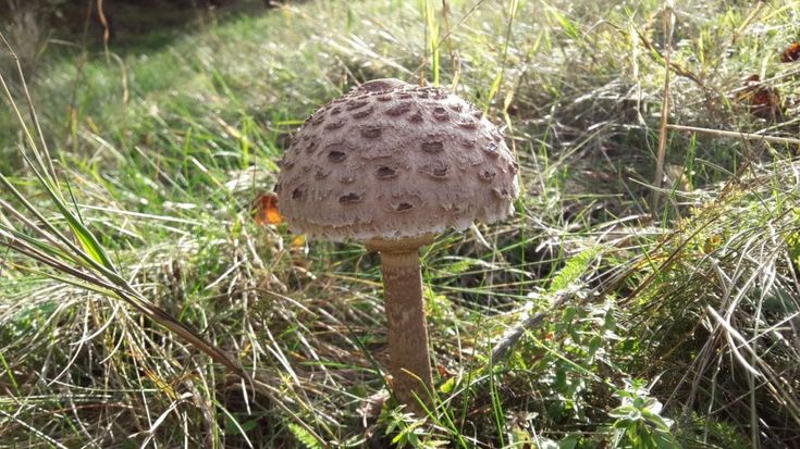 Borgotaro, primi funghi - Foto