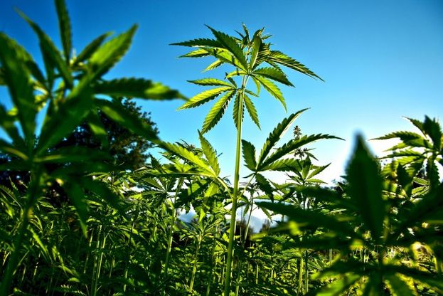 Studio inglese: "Attenti giovani, la cannabis riduce la fertilit&agrave; maschile"