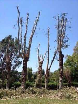 Eur, rovinato il parco degli Eucalipti<br />rami tagliati da potature selvagge