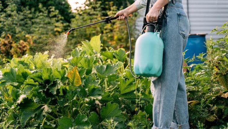 Glifosato, dopo la sentenza su Bayer che cosa sappiamo sui rischi per la salute