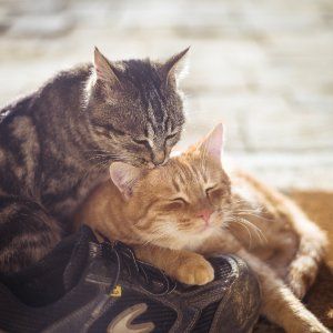 Roma, "ruba" il gatto dei vicini e non lo restituisce. Il giudice la assolve