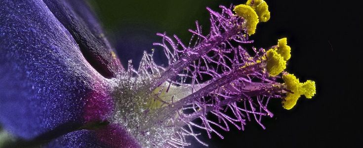 I mille colori che narrano il micromondo