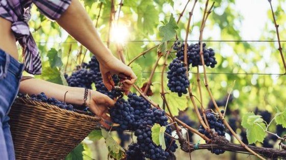 Avanti tutta tra le vigne