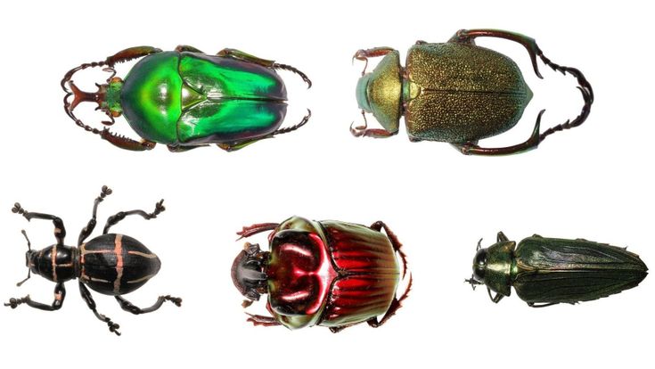 Animalia. Jean-Henri Fabre e la fascinazione per lo scarabeo sacro