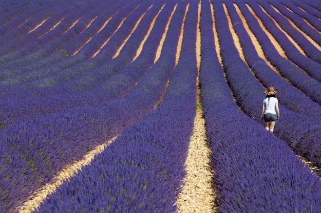Sfida fotografica: in Provenza a "caccia" di lavanda