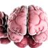 Non abbiamo un solo cervello, ma due: verso una svolta per la cura delle malattie neurologiche