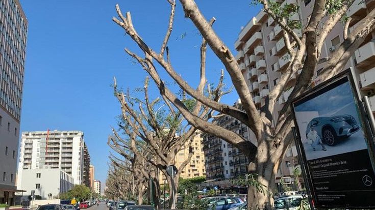Potatura “severa” per gli alberi di via Pacinotti e via Campolo: “Sono scheletri, chissà quando potremo rivedere un po’ di verde”