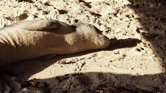 Salvato un cucciolo di Foca monaca spiaggiato in Salento: "Da decenni non si vedeva in Italia"
