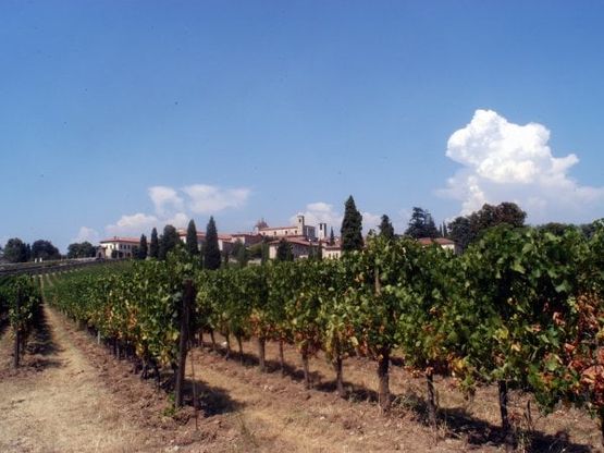 L'agricoltura italiana cresce, salgono del 9% le giovani imprese