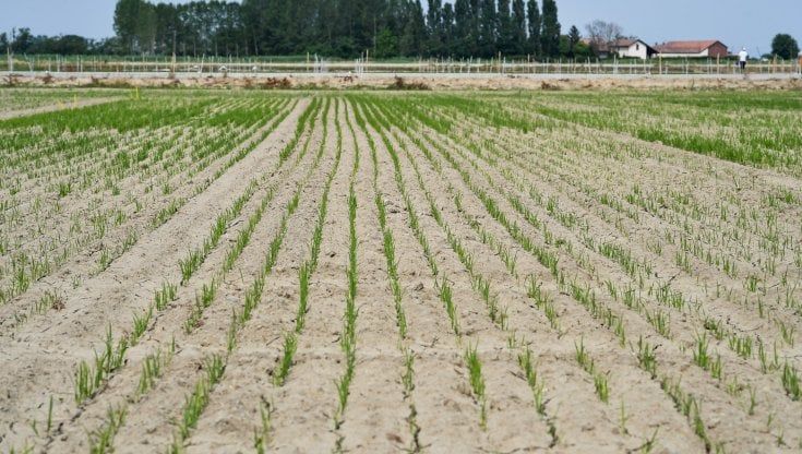 Siccità in Lombardia, nei fossi la metà dell’acqua: "Ecco come centelliniamo l’irrigazione dei campi"
