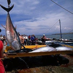 Allarme del Wwf: a rischio gli sforzi per salvare il tonno rosso