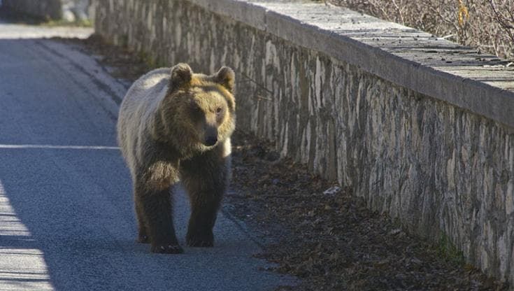 Fa sempre più caldo e l’orso marsicano non va in letargo ( o ci va per periodi brevi)