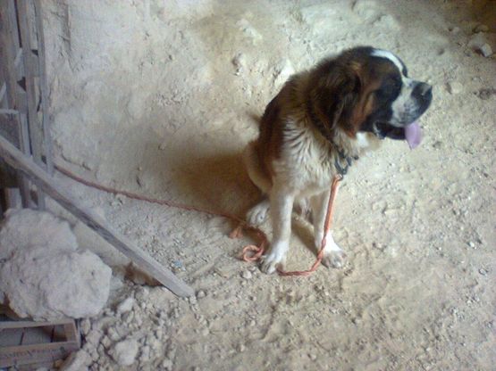 Barletta, cani legati senza acqua n&eacute; cibo<br />proprietario denunciato per maltrattamento