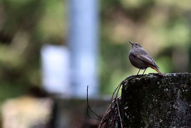 Genova, la rivincita della natura in città