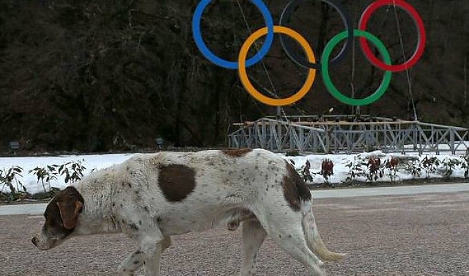 Sochi, le autorit&agrave; ordinano strage di cani randagi