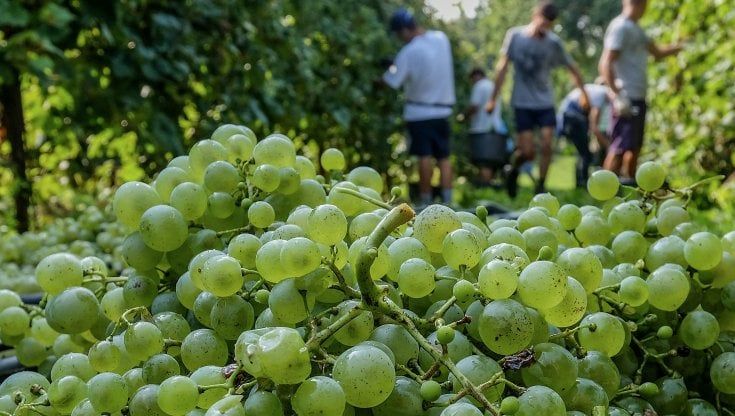 Estate calda, vino buono: più qualità che quantità per la vendemmia 2021 in Sicilia