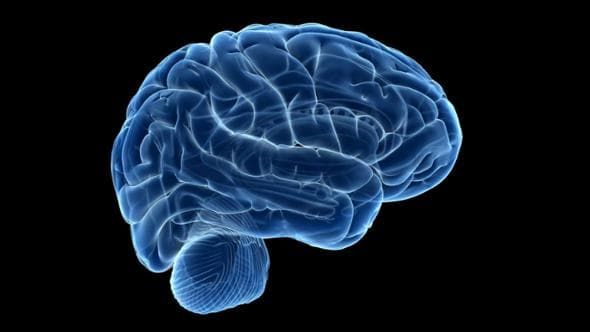 Il cervello sarebbe in realtà formato da due organi