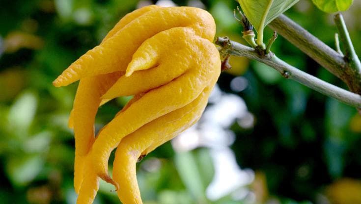 I limoni che non ti aspetti, dal rosso di Calabria alla “mano di Buddha”