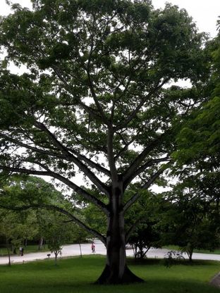 Guatemala. Tikal e il Mondo Perduto Maya