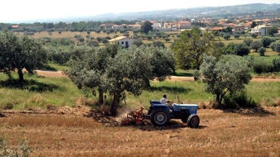 Sud, terra e lavoro, De Vincenti: "Campi incolti a disposizione dei giovani"
