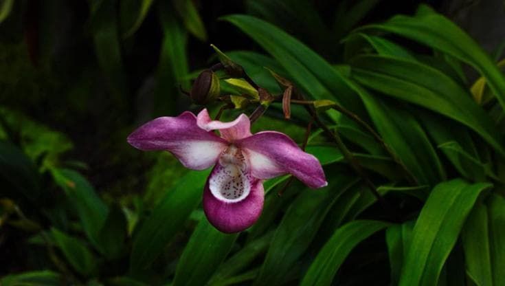 Foto e sculture all’Orto botanico alla ricerca della pianta di Goethe