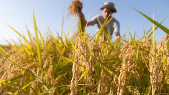 Clima, l'allarme degli agricoltori italiani: "Pianeta a rischio, servono obiettivi e tempi certi"