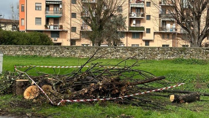 “Un censimento per gli alberi nei terreni privati” 