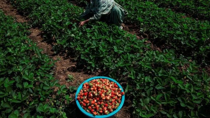 Fragole e sole