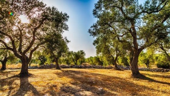 Nascono i Distretti del Cibo della Regione Puglia