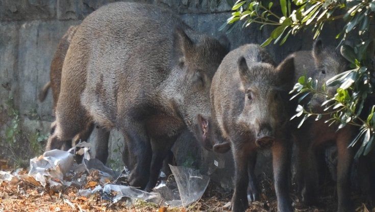 Perde il controllo dell'auto e sbanda a causa di un cinghiale sulla strada, morta ventunenne nel Cremonese