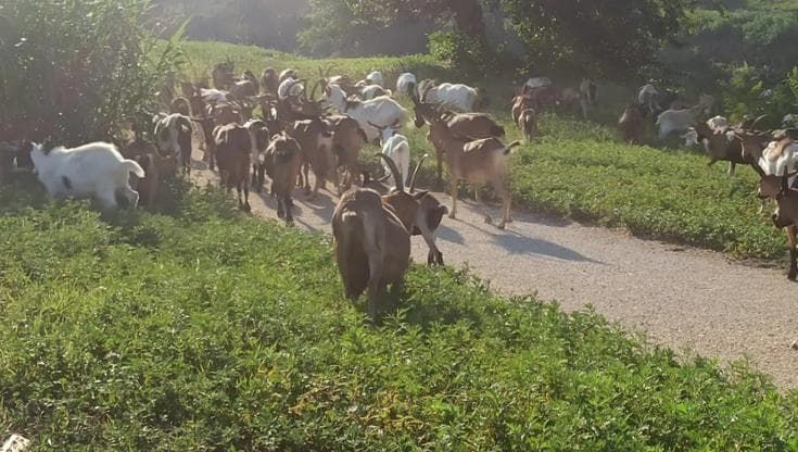 Più di 130 capre al pascolo all’Isolotto. Il proprietario: “Sono da compagnia”