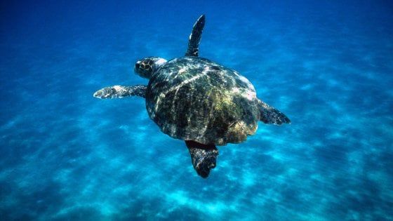Tartarughe, così possiamo salvarle da un mare di plastica